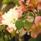 Birthday Flowers
