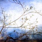 Branches in the Snow