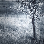 Lone Tree