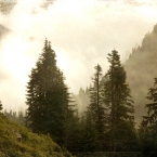 Foggy Mountain Trees