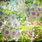Pink and White Flowers