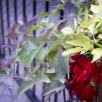 River Market Flowers