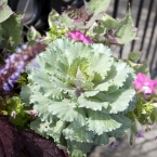 River Market Flowers