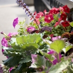 KC Rivermarket Flowers