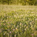 Penn Valley Park - Clover