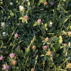 Penn Valley Park - Clover