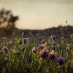 Penn Valley Park - Clover