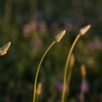 Penn Valley Park - Clover