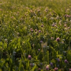 Penn Valley Park - Clover