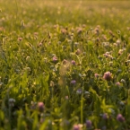 Penn Valley Park - Clover