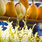 KC River Market