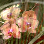 Orchids & Leaves