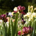 Colorful Irises