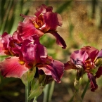 Spring Iris