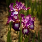 Purple Iris
