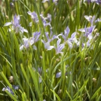 Purple Flowers