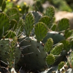 Cactus in KC