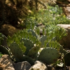 Spring Morning Cactus