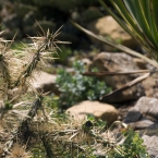 Cactus & Rock Garden