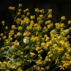Golden Flowers