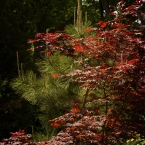 Japanese Maple