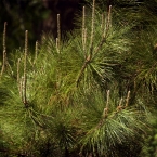 Green Spikes