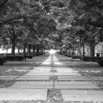 Nelson-Adkins Pthway