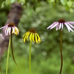 Summer Flowers