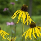 Summer Flowers