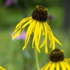 Summer Flowers