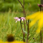 Spring Flowers