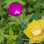 Summer Flowers