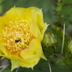 Summer Flowers