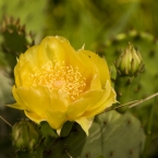Summer Flowers