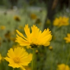 Summer Flowers