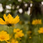 Summer Flowers