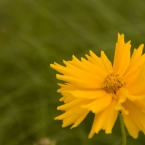 Summer Flowers