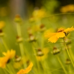 Summer Flowers
