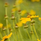 Summer Flowers