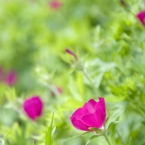 Spring FlowersSummer Flowers