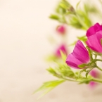 Summer Flowers