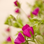 Summer Flowers