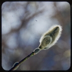 Winter Tree Bud
