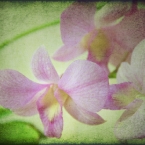 Orchids with Texture