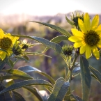 Sunflowers in the Morning