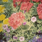 Geraniums - With the 70's action by <a href="</div"/>