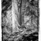 Lone Tree on Grouse Mountain
