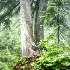 Lone Tree on Grouse Mountain
