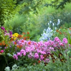 Flowers at Butchart Gardens