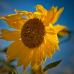 Sunflower & Blue Sky